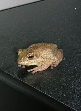 frog1