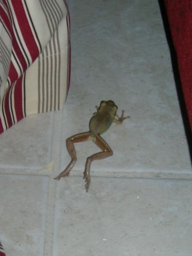 frog2