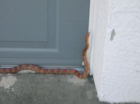 snake 1