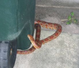 SNAKE