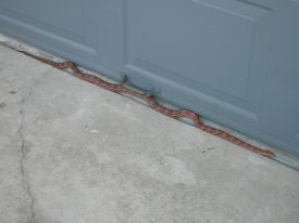 snake 3
