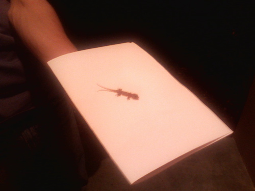lizard