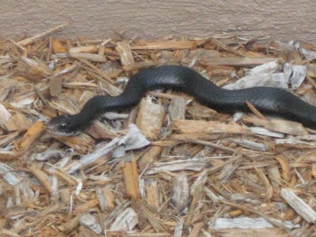 snake