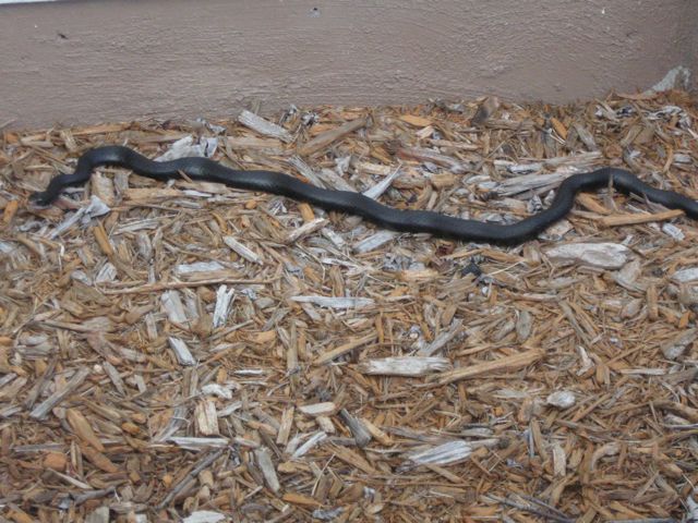 snake